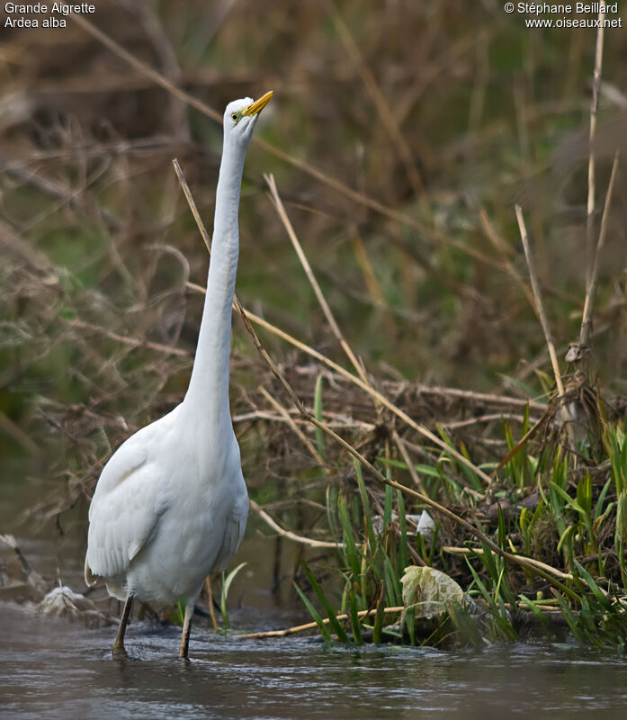 Great Egret