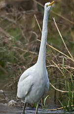 Grande Aigrette