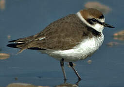 Kentish Plover