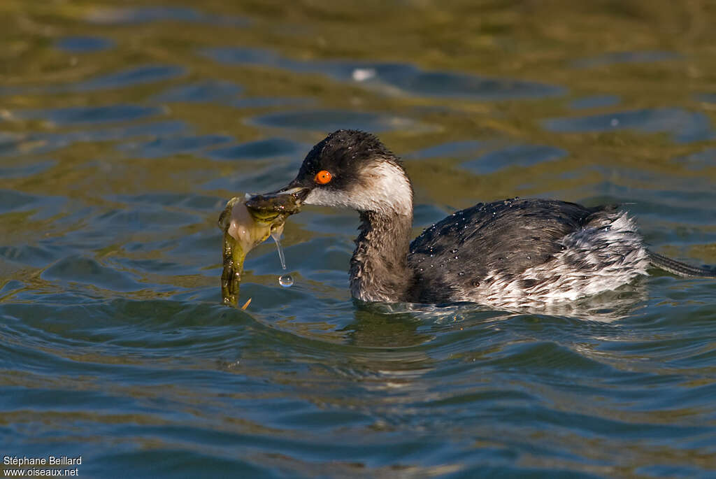 Grèbe à cou noiradulte internuptial, pêche/chasse