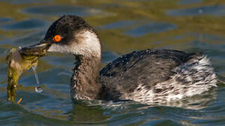 Black-necked Grebe