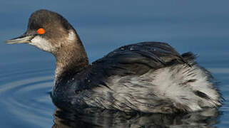 Black-necked Grebe