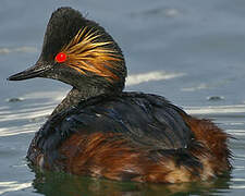 Black-necked Grebe