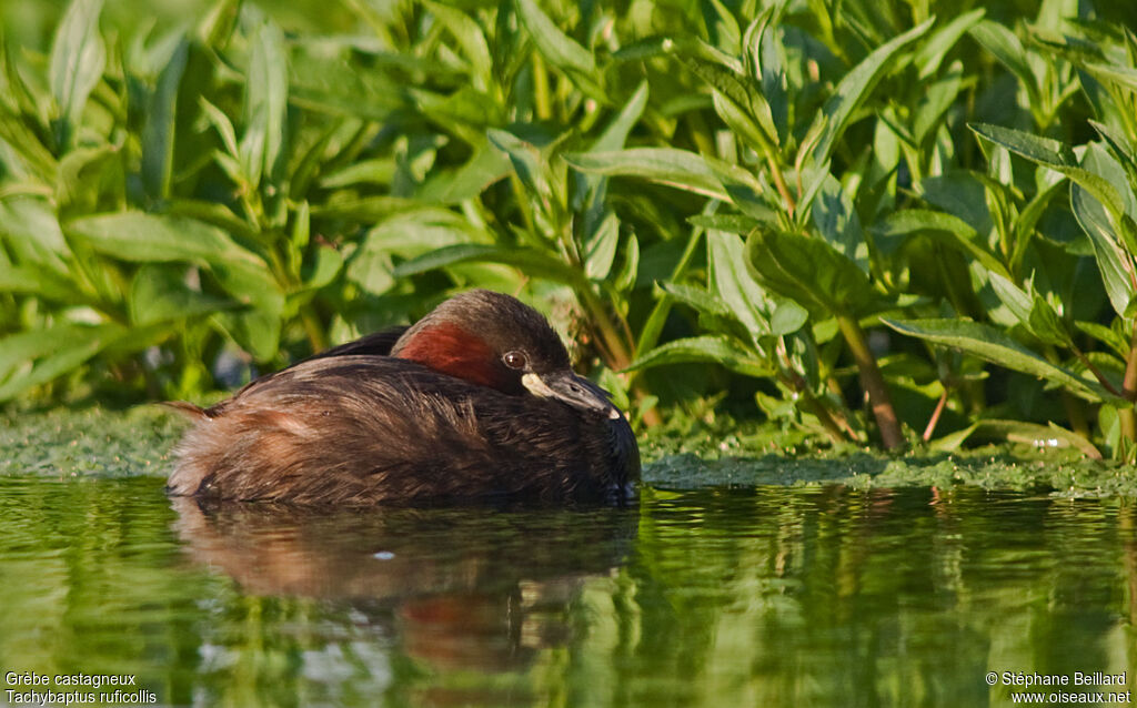 Little Grebeadult breeding