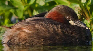 Little Grebe