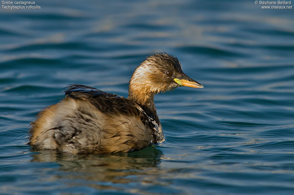 Little Grebe