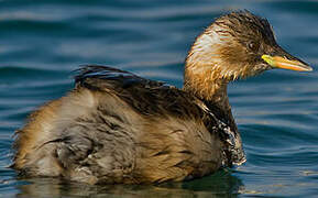 Little Grebe