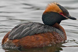 Horned Grebe