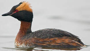 Horned Grebe