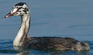 Great Crested Grebe