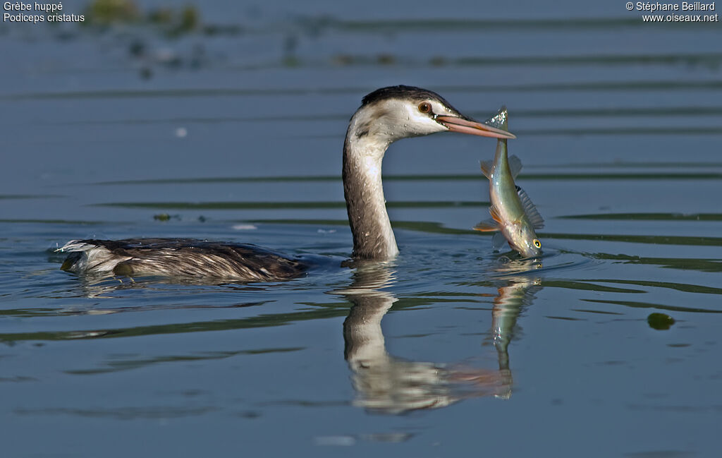 Great Crested Grebeadult