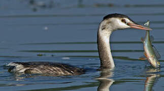 Great Crested Grebe