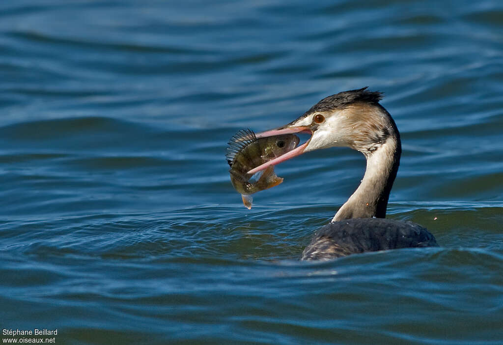 Great Crested Grebeadult, feeding habits, eats