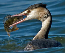 Great Crested Grebe