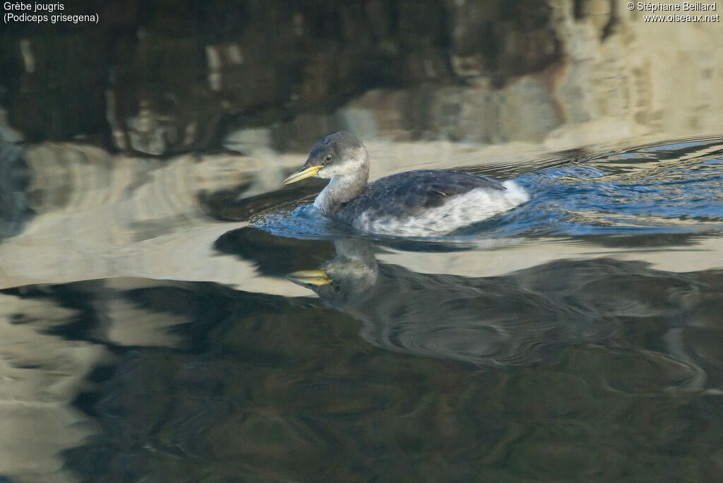 Red-necked Grebe, swimming