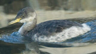 Red-necked Grebe