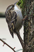 Short-toed Treecreeper