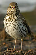 Mistle Thrush