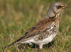 Fieldfare