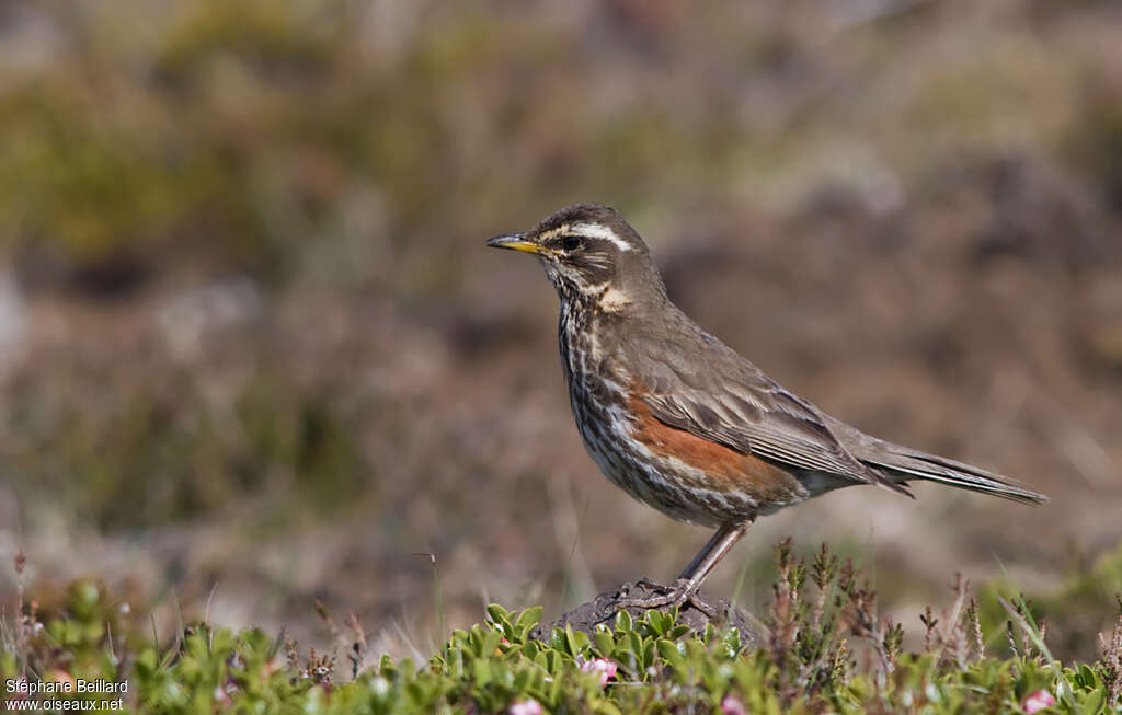 Redwingadult breeding, identification