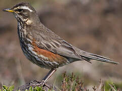 Redwing