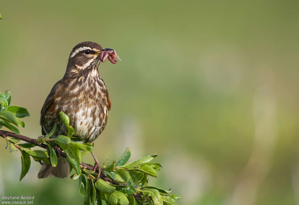 Redwingadult, feeding habits