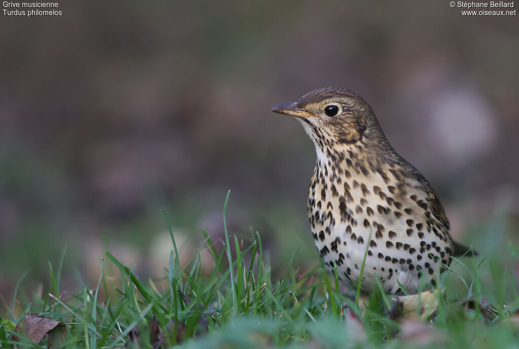 Song Thrush