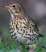 Song Thrush