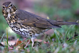 Song Thrush