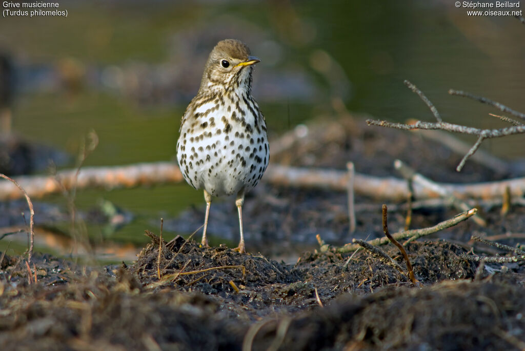 Song Thrush