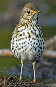 Song Thrush