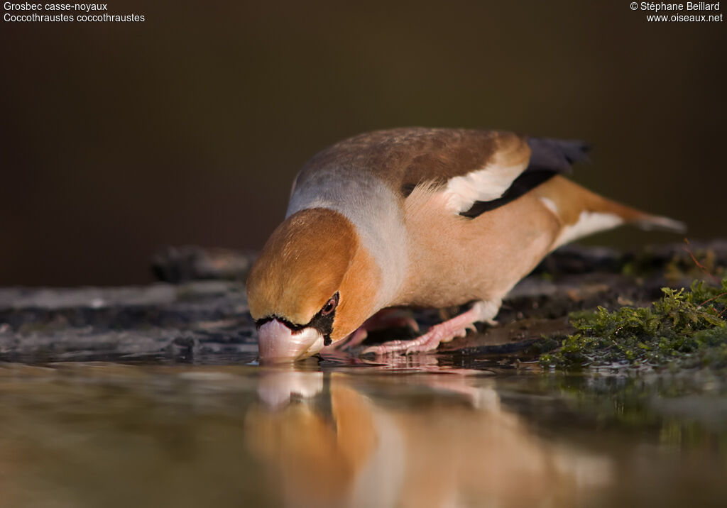 Hawfinch male adult