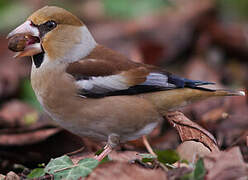 Hawfinch