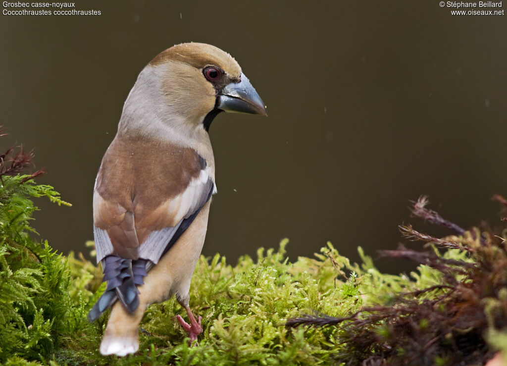 Hawfinch female