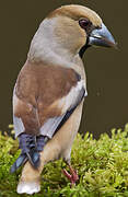 Hawfinch