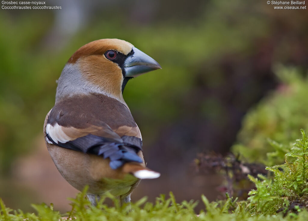 Hawfinch male