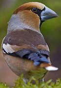 Hawfinch