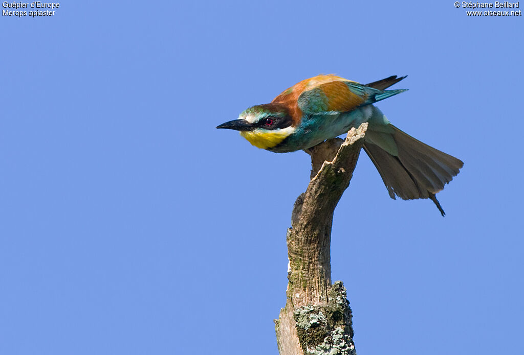 European Bee-eateradult