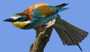 European Bee-eater