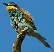 European Bee-eater