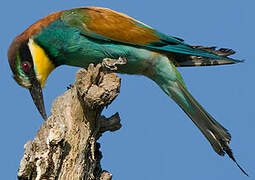 European Bee-eater