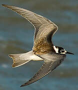 Black Tern