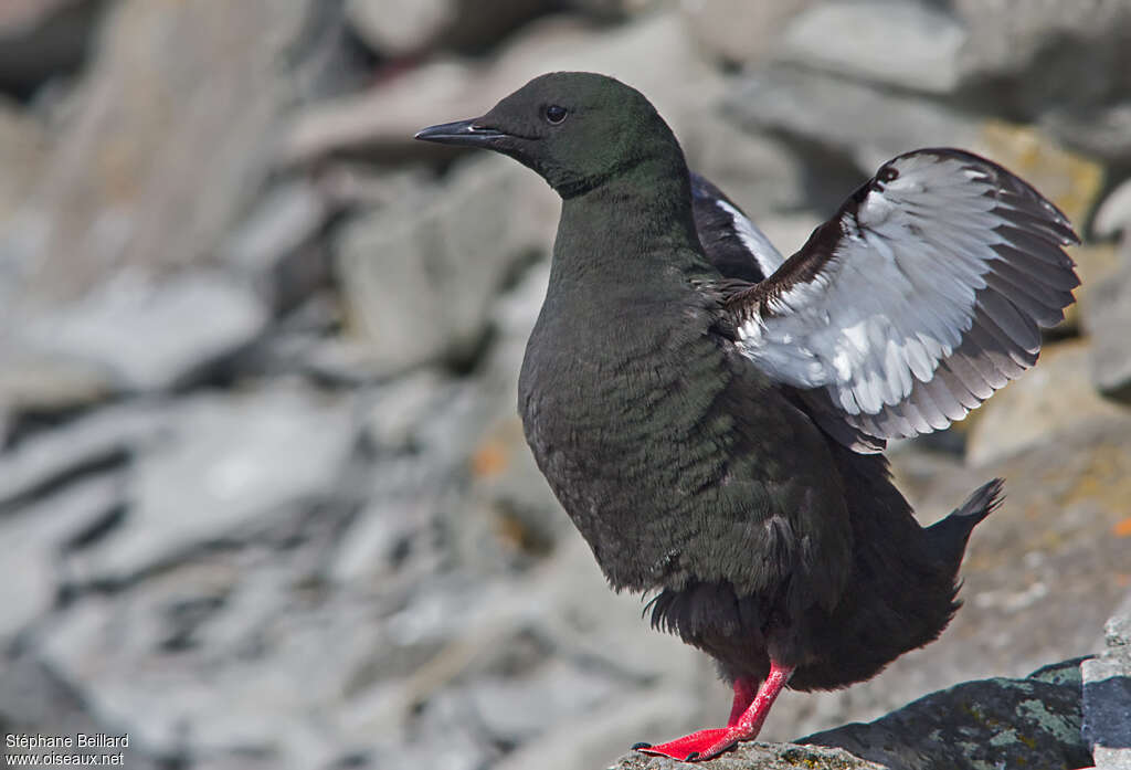 Guillemot à miroiradulte, pigmentation, Comportement