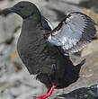 Guillemot à miroir
