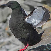 Guillemot à miroir