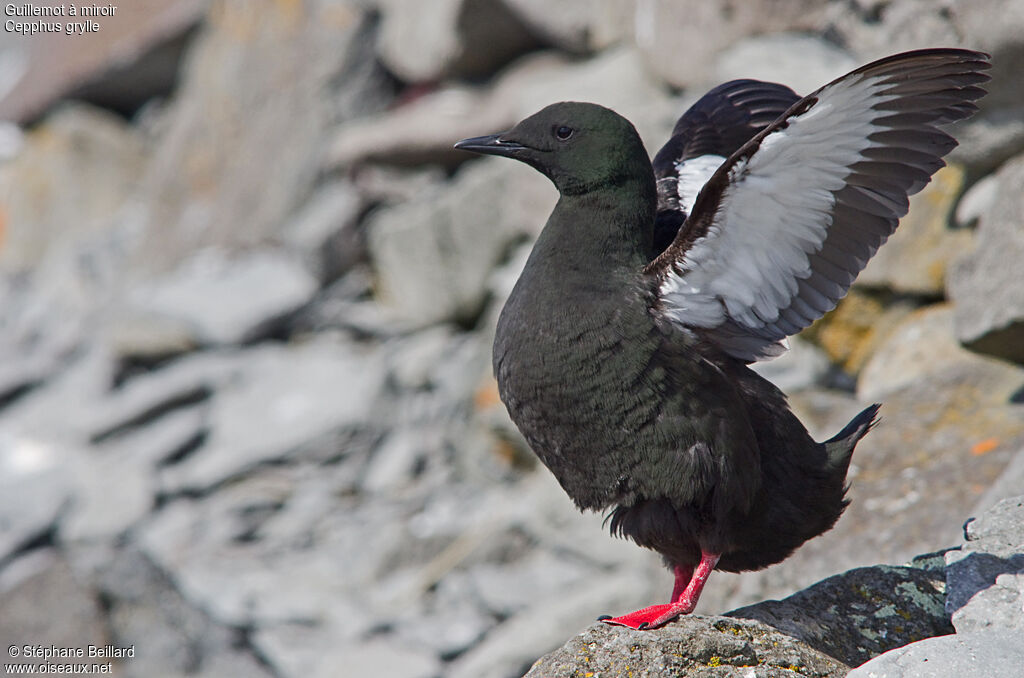 Black Guillemotadult