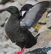 Guillemot à miroir