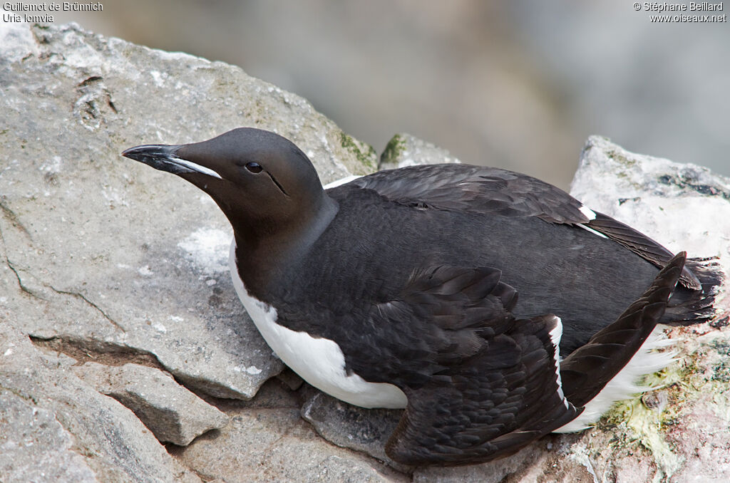 Thick-billed Murre