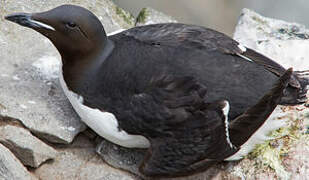 Guillemot de Brünnich