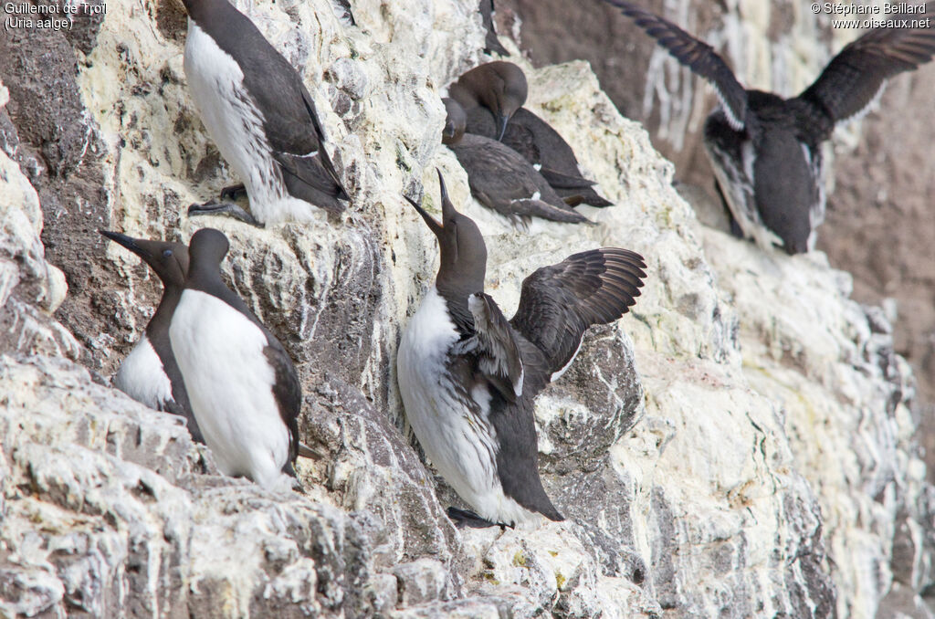 Guillemot de Troïl